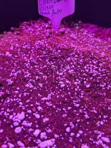 first auto grow — seedling_rooting, day 8