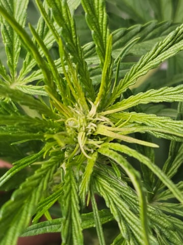 Cheshablue  — vegetative, day 8