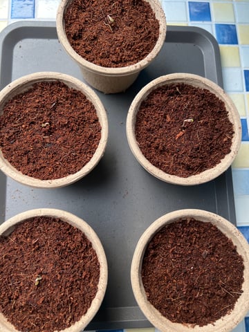 Lemon Power Haze — germination, day 3