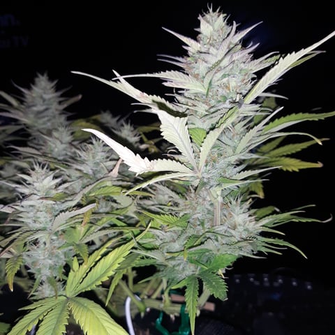 Next Attempt  — flower, day 70