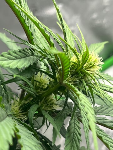 Wedding Cake Zkittlez — flower, day 6