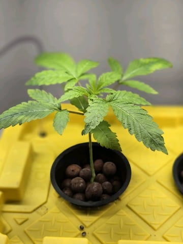 Oceanz 16 — seedling_rooting, day 6