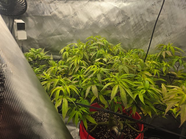 First Grow — vegetative, day 42