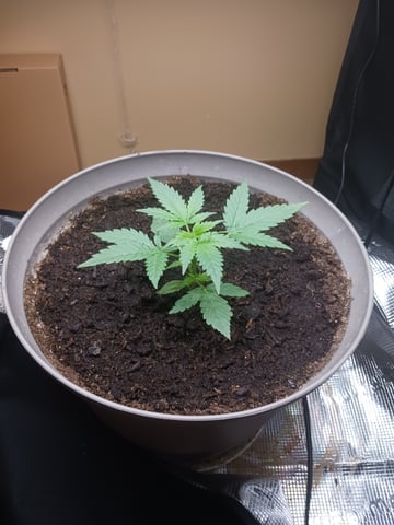 black gorilla feminized  — flower, day 15