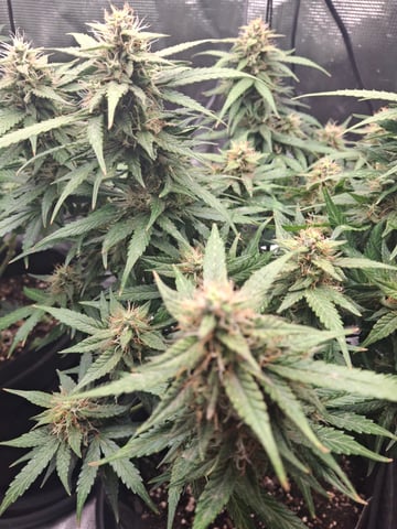 SoFloBudz — flower, day 68