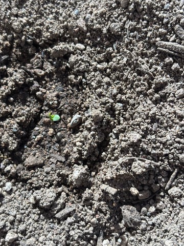 3 seeds  — seedling_rooting, day 6