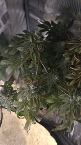 Purple Nasty By Ethos Seeds — flower, day 107