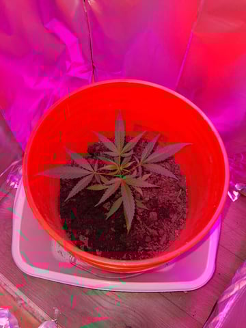 first grow  — vegetative, day 13
