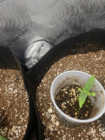 Coco Grow — seedling_rooting, day 15