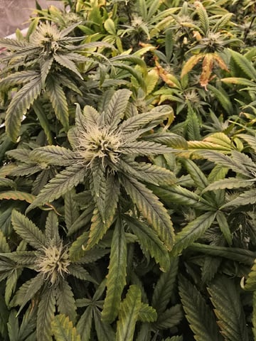 Platnium Jelly — flower, day 92