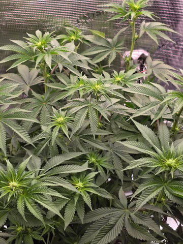 Northern lights #10 (Alaska) — flower, day 49