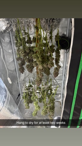 second grow — flower, day 84