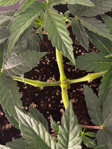 Outdoor Grow — vegetative, day 33