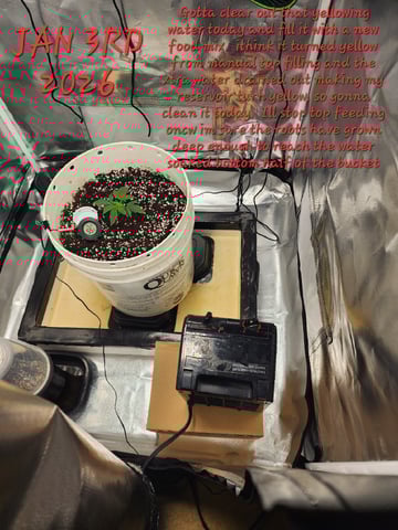 Dos Si Dos. Indica — seedling_rooting, day 9