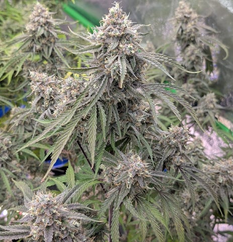 Perpetual Autoflower Mixed Grow #3 — flower, day 83