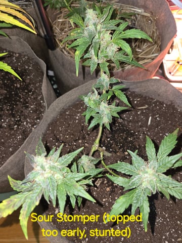 Outdoor Auto's (2nd set) — flower, day 49