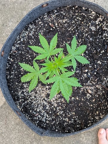 Gorilla Cookies Auto — vegetative, day 24