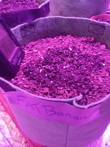 First autos  — vegetative, day 25