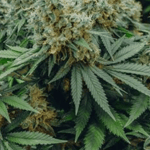 CustomGrowers101