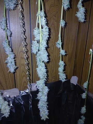 strawberry safari v2 auto fem