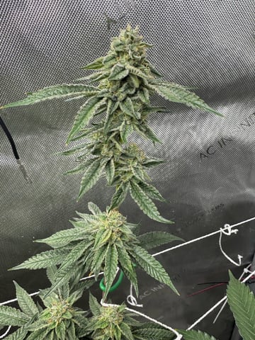 catpiss canyon & Apple Candie  — flower, day 21