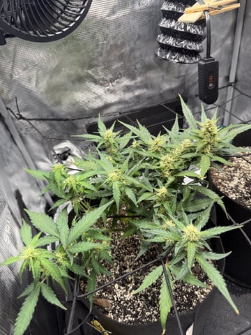 Gorilla Cookies — 1st Grow — flower, day 69