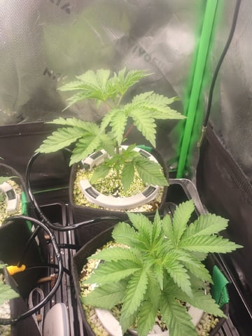 Mainely Genetics Micro Pheno Hunt — vegetative, day 20