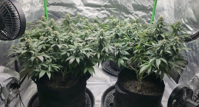 SBJ Clones — flower, day 100