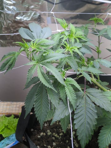 Audrey III — vegetative, day 74