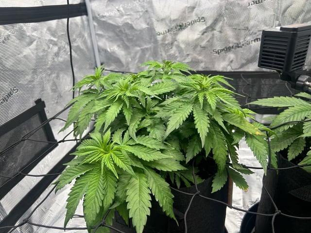 2025-26 harvest INDOOR — vegetative, day 71