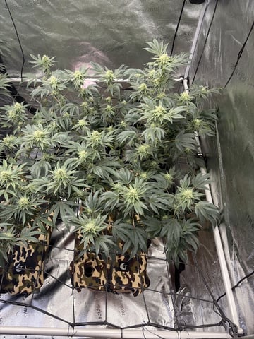 Humboldt, Hella Jelly. Jelly Donut  — flower, day 77