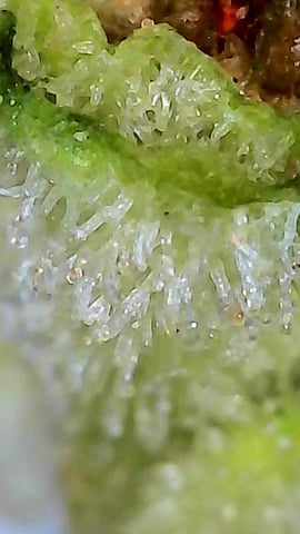 First ever grow — flower, day 89