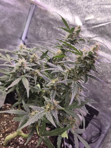 I'll get it right — flower, day 89