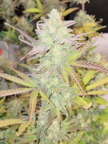 GDP auto 3X5 tent — flower, day 123