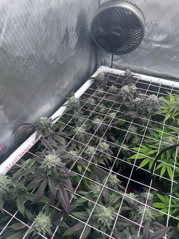 Grow#2 — flower, day 94