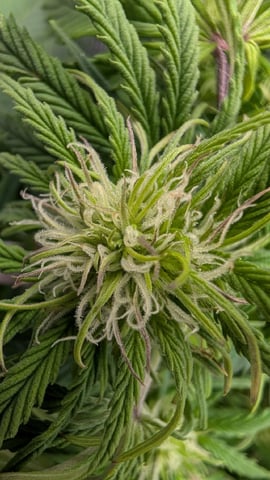 maui wowie auto — flower, day 47