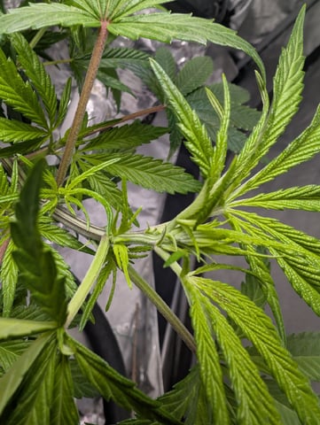 Black African Magic feminization  — flower, day 8