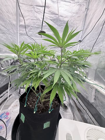 Blue Dream Grow — flower, day 37