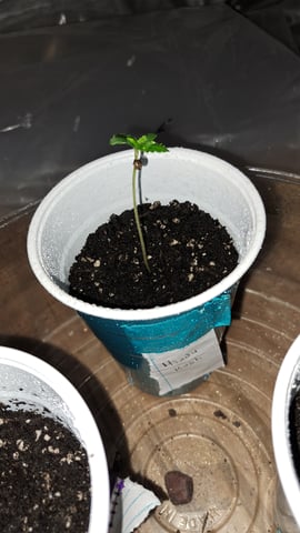 B2 — germination, day 5