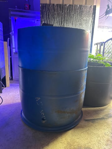 Gelly Mama and Sugar Tree — flower, day 115