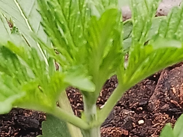 2nd Grow 2026  — vegetative, day 21