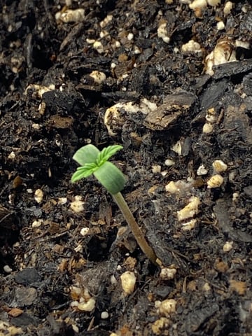Gorilla Melon — seedling_rooting, day 5