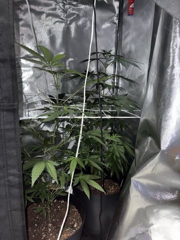 July plants of 26 — flower, day 42