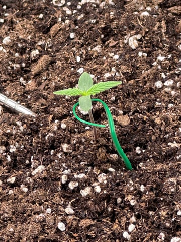 Pine (Auto) 2025 - 0 — seedling_rooting, day 9