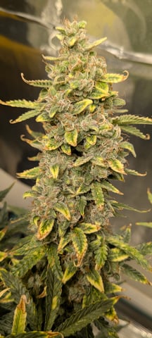 1st grow continued  — flower, day 5