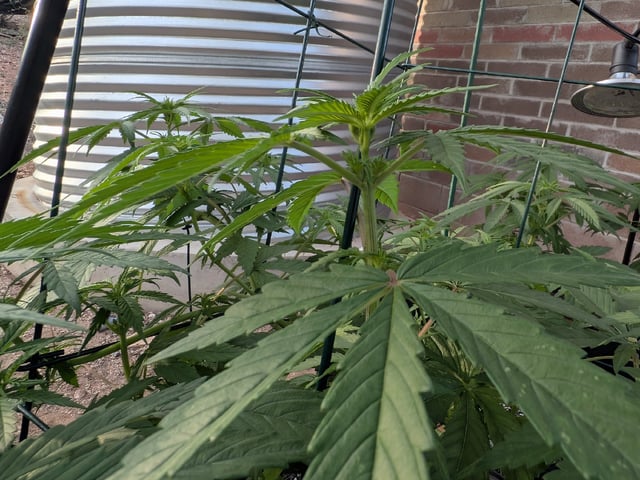 October Start — flower, day 78