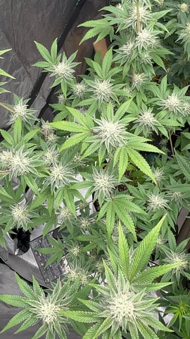 CB (Fem Photo) — flower, day 57