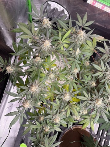 First Grow – Learning Every Day — vegetative, day 83