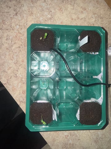 Mixed Bag — germination, day 2
