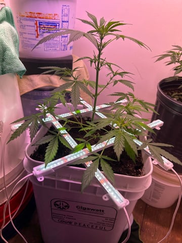 Gigawatt  — auto, day 68